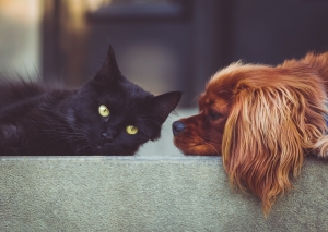 OP-Versicherung für Hunde und Katzen