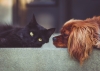 OP-Versicherung für Hunde und Katzen